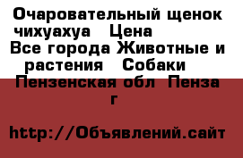 Очаровательный щенок чихуахуа › Цена ­ 40 000 - Все города Животные и растения » Собаки   . Пензенская обл.,Пенза г.